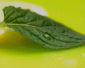 Как использовать мяту на пользу организму